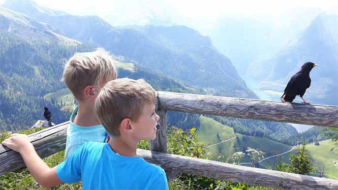 Alpenkauwen op de Jenner